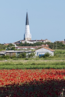 Clocher de l'église Saint-Etienne à Ars-en-Ré avec un champ de coquelicot Ars-en-Ré / Ile de Ré (France /Charente-Maritime (17))