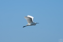 L'envol de l'aigrette gazette