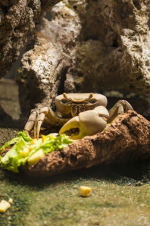 Crabe de terre Aquarium de La Rochelle (France / Charente-Maritime (17))