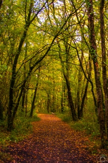 Voilà l'automne !