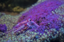 Langoustine cachée au milieu des anémones bijoux Aquarium de La Rochelle (France / Charente-Maritime(17))