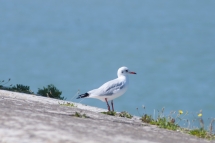 Mouette rieuse