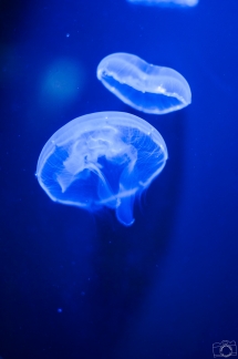 Méduse aurélie Aquarium de La Rochelle (France / Charente-Maritime (17))