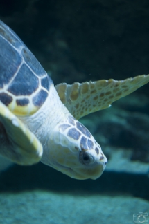 Tortue caouanne Aquarium de La Rochelle (France /Charente-Maritime(17))