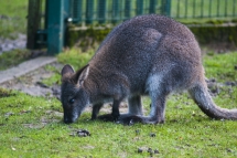 Wallaby