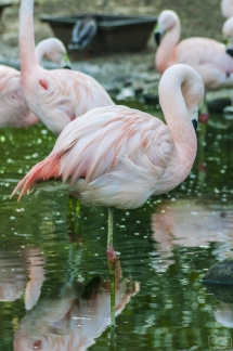 Beau comme un flamant rose