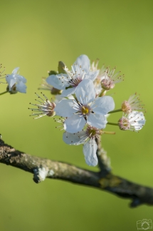 # 11 - Le réveil de la nature