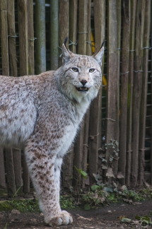 # 10 - Lynx