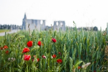 # 21 - Les coquelicots sont arrivés ( Ile De Ré (17) / France)