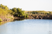 # 22 - Un petit tour dans les marais (Ile de Ré (17 ) / France)