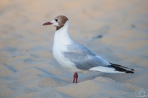 La mouette