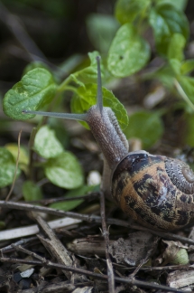 Petit escargot ...