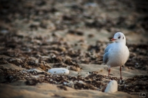 La mouette